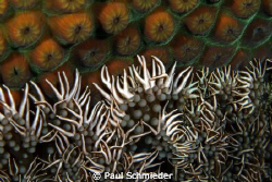 Branching anemone using a Canon T1i, Canon 100mm macro le... by Paul Schmieder 